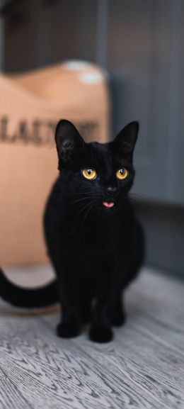 black cat, yellow eyes Wallpaper 1440x3200