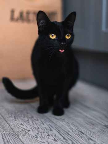Обои 1620x2160 черный кот, желтые глаза