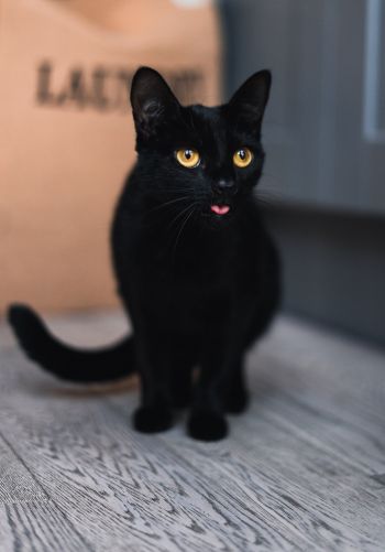black cat, yellow eyes Wallpaper 1668x2388