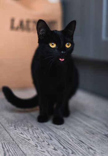 Обои 1640x2360 черный кот, желтые глаза