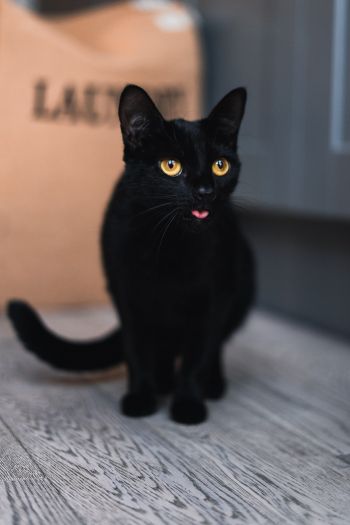 Обои 640x960 черный кот, желтые глаза