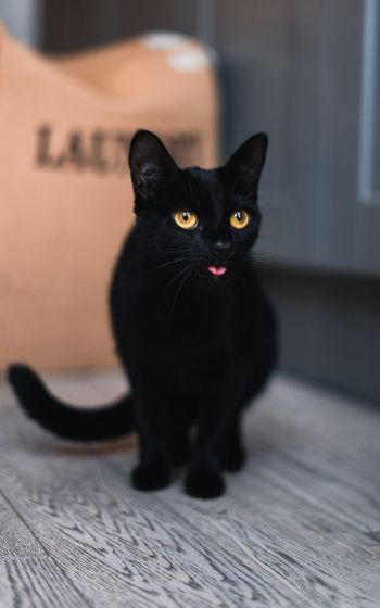 Обои 1600x2560 черный кот, желтые глаза