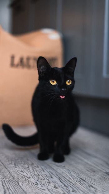 Обои 640x1136 черный кот, желтые глаза