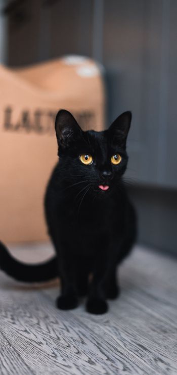 Обои 1440x3040 черный кот, желтые глаза