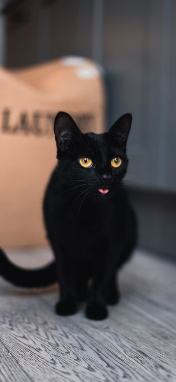 Обои 828x1792 черный кот, желтые глаза