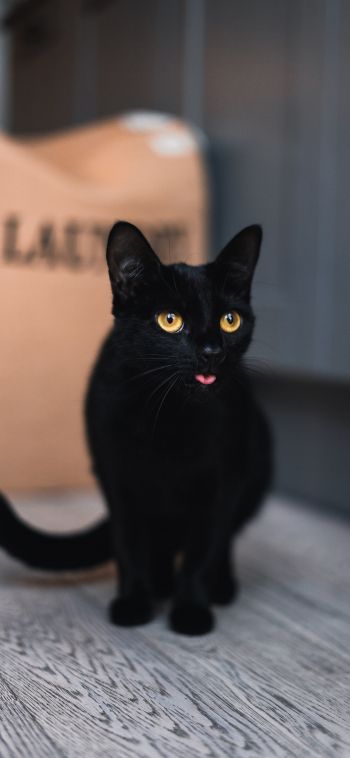 black cat, yellow eyes Wallpaper 1080x2340