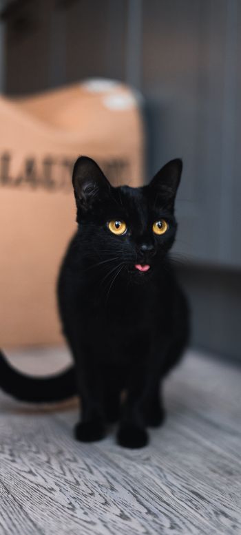 Обои 1440x3200 черный кот, желтые глаза