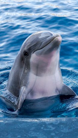 Обои 1440x2560 дельфин, морской житель