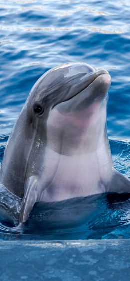 Обои 828x1792 дельфин, морской житель
