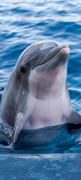Обои 1080x2400 дельфин, морской житель