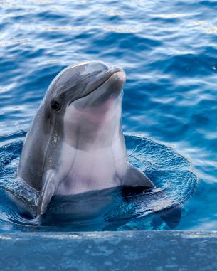 Обои 2274x2842 дельфин, морской житель
