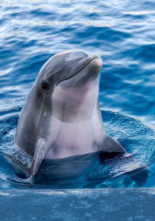 Обои 1668x2388 дельфин, морской житель