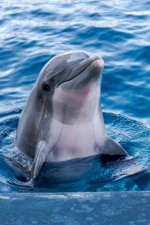 Обои 640x960 дельфин, морской житель