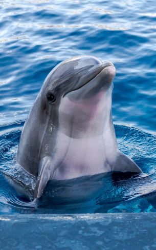 Обои 1600x2560 дельфин, морской житель