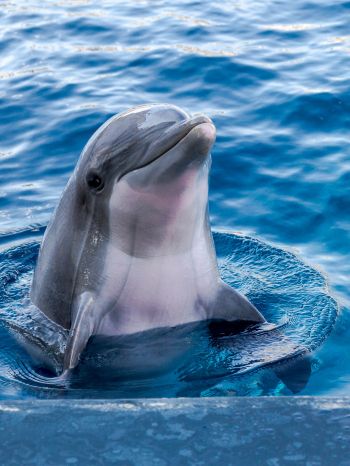 Обои 1620x2160 дельфин, морской житель