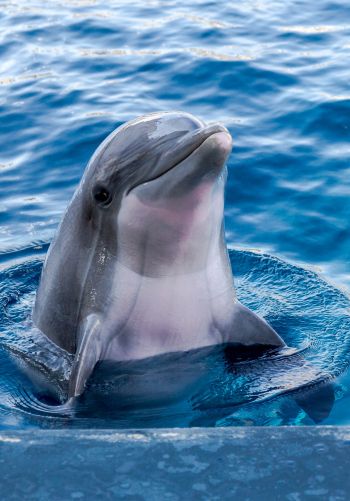 dolphin, sea dweller Wallpaper 1668x2388
