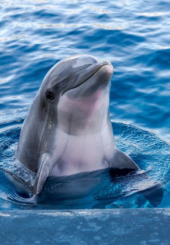 dolphin, sea dweller Wallpaper 1640x2360