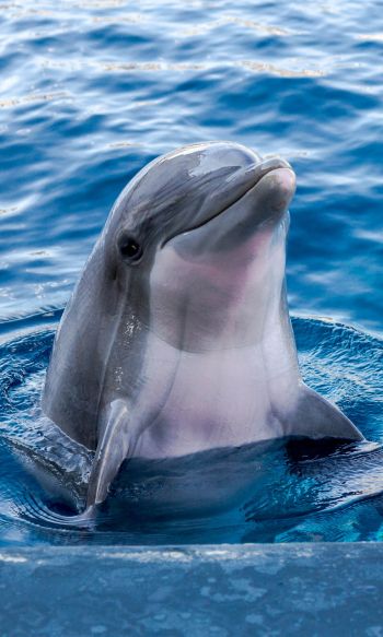 Обои 1200x2000 дельфин, морской житель