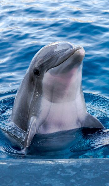 Обои 600x1024 дельфин, морской житель