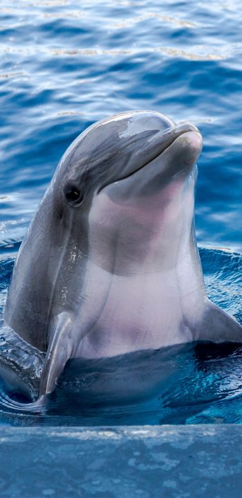 Обои 1080x2220 дельфин, морской житель