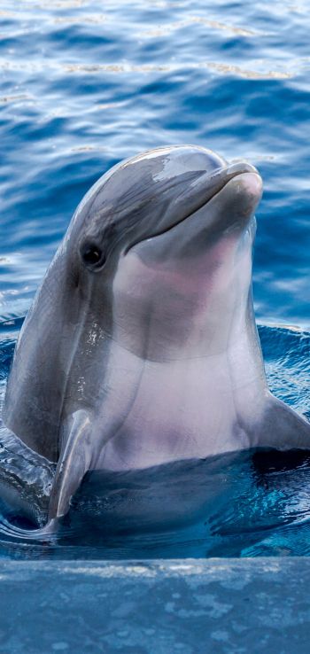 Обои 1080x2280 дельфин, морской житель