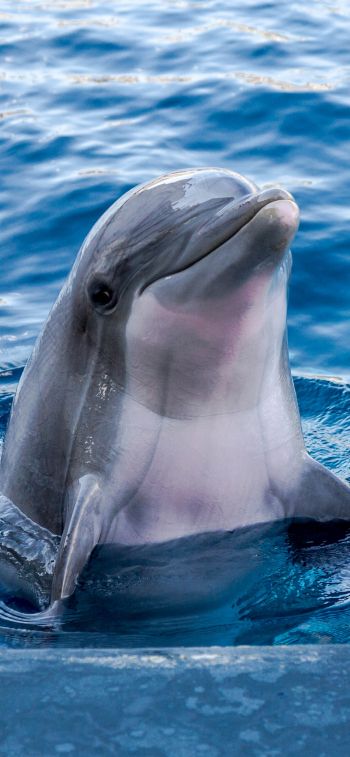 dolphin, sea dweller Wallpaper 828x1792