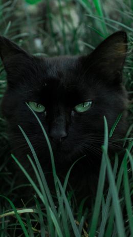 Обои 750x1334 черная кошка, зеленые глаза