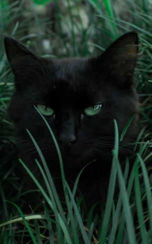 Обои 800x1280 черная кошка, зеленые глаза