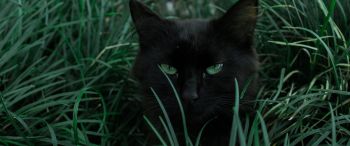 Обои 3440x1440 черная кошка, зеленые глаза