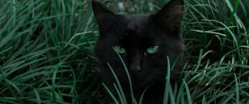 Обои 2560x1080 черная кошка, зеленые глаза