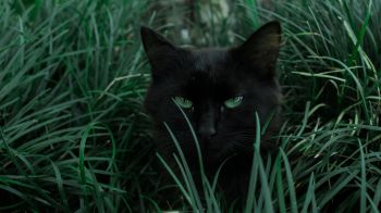 Обои 2048x1152 черная кошка, зеленые глаза