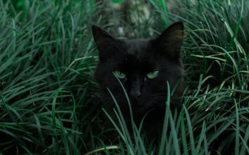 Обои 2560x1600 черная кошка, зеленые глаза
