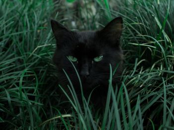 Обои 800x600 черная кошка, зеленые глаза