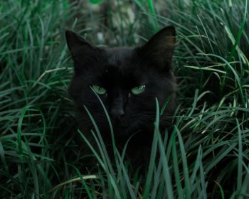 Обои 1280x1024 черная кошка, зеленые глаза