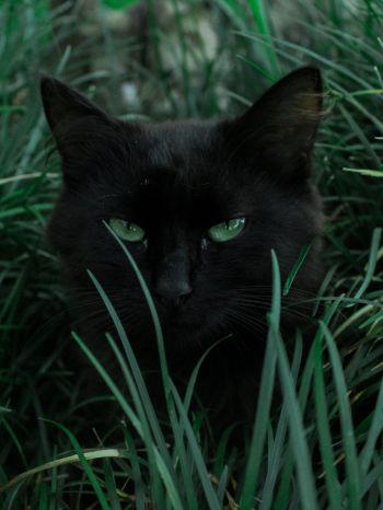Обои 1536x2048 черная кошка, зеленые глаза