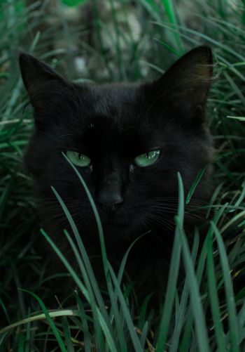 Обои 1668x2388 черная кошка, зеленые глаза