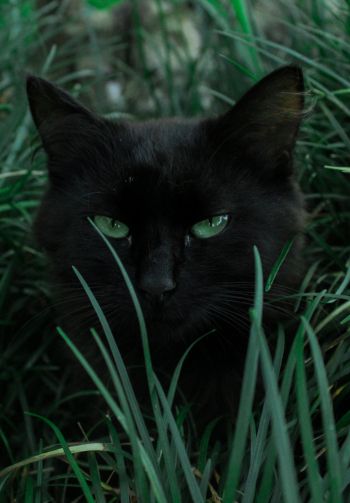 Обои 1640x2360 черная кошка, зеленые глаза