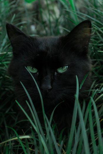 Обои 640x960 черная кошка, зеленые глаза