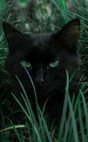Обои 1752x2800 черная кошка, зеленые глаза