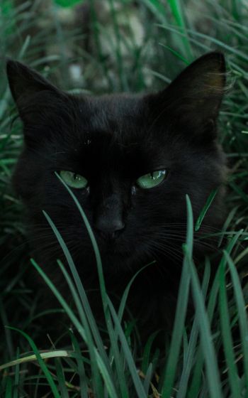 Обои 1600x2560 черная кошка, зеленые глаза
