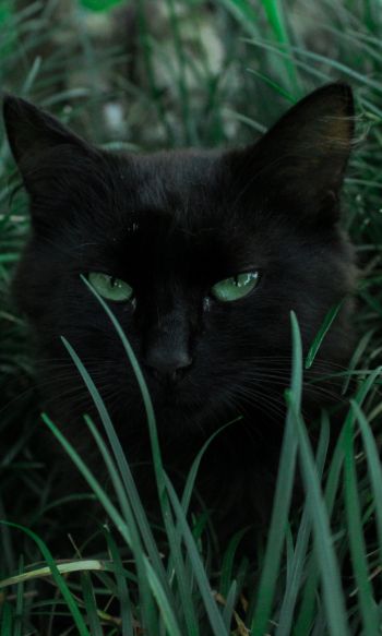 Обои 1200x2000 черная кошка, зеленые глаза