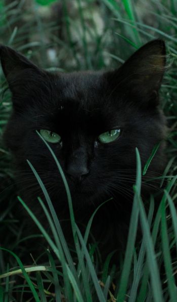 Обои 600x1024 черная кошка, зеленые глаза