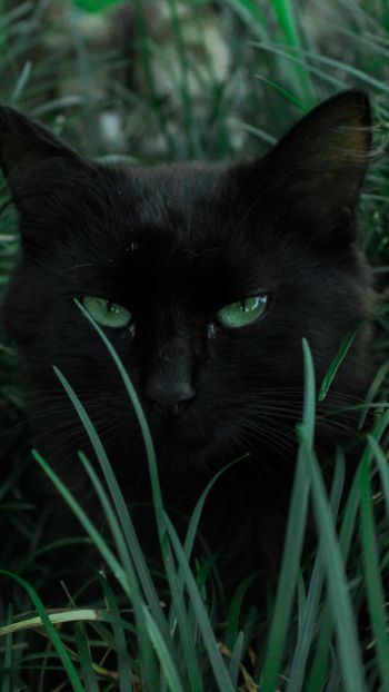 Обои 1080x1920 черная кошка, зеленые глаза