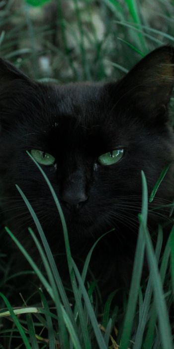 Обои 720x1440 черная кошка, зеленые глаза