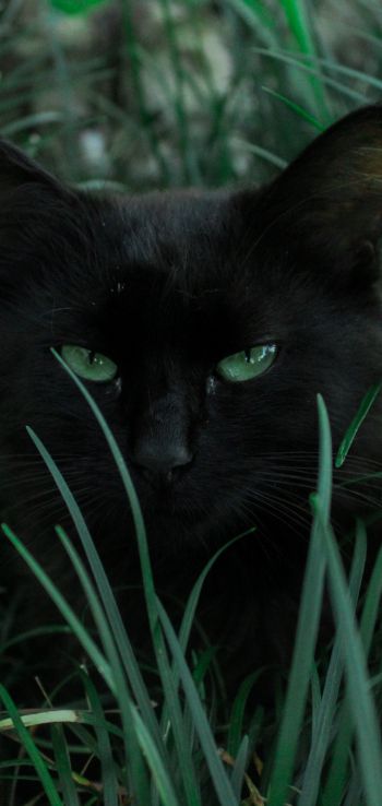 Обои 1080x2280 черная кошка, зеленые глаза