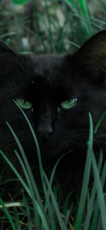Обои 1125x2436 черная кошка, зеленые глаза