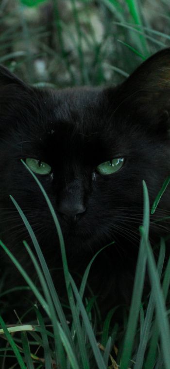 Обои 1080x2340 черная кошка, зеленые глаза
