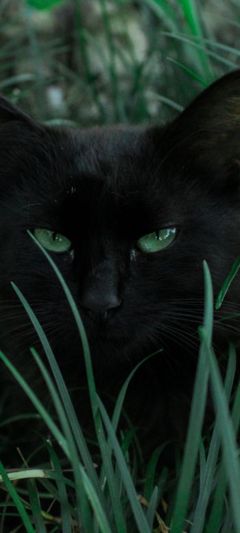 Обои 1080x2400 черная кошка, зеленые глаза