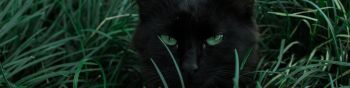 Обои 1590x400 черная кошка, зеленые глаза