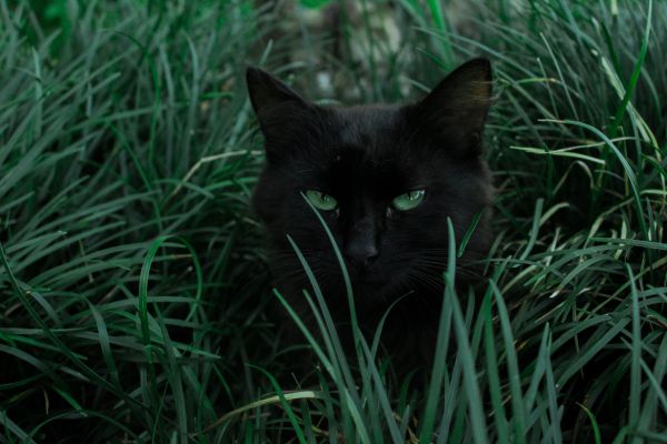 Обои 5184x3456 черная кошка, зеленые глаза